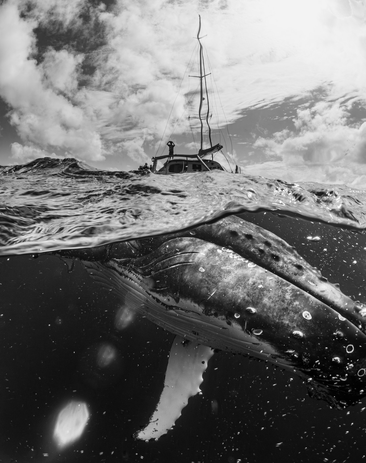 a whale under the waterline with a boat above