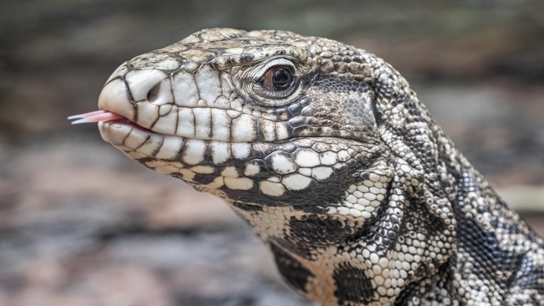 The Argentine black and white tegu (Salvator merianae), also known as the Argentine giant tegu, the black and white tegu