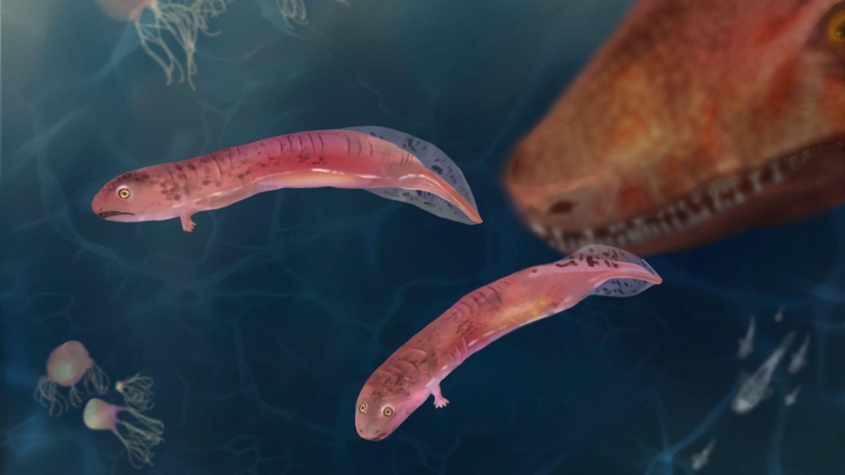 Baby crocodile-like fossils just blew up a long-held evolution theory | Popular Science