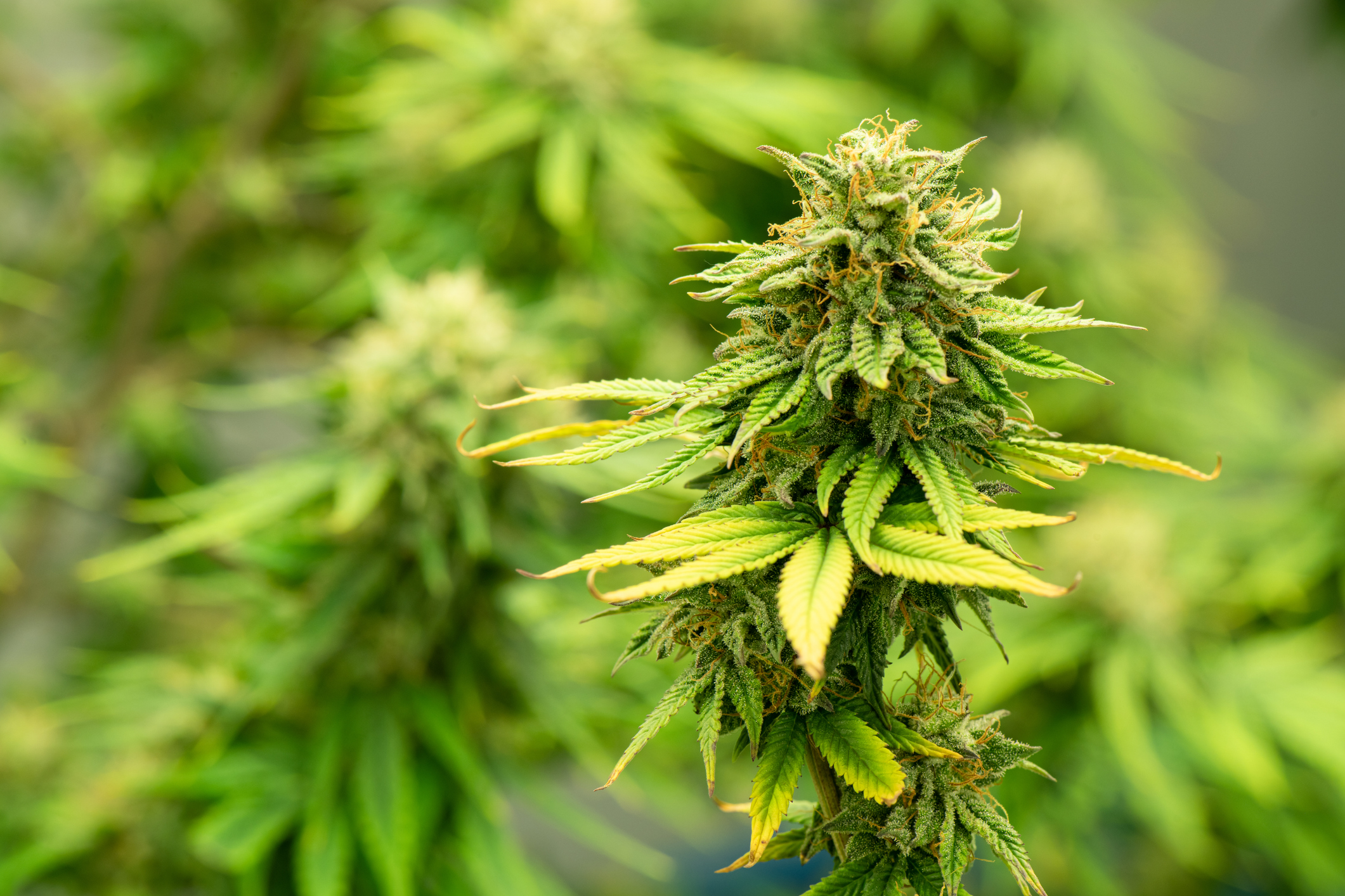 Blooming bight green cannabis.