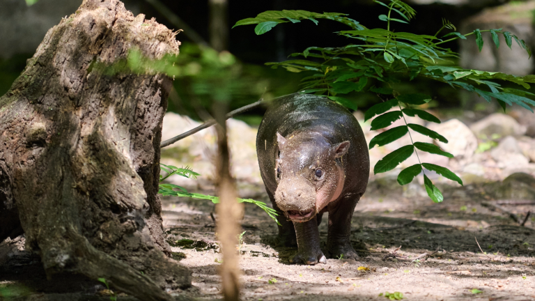 a baby pygmy hippo walking