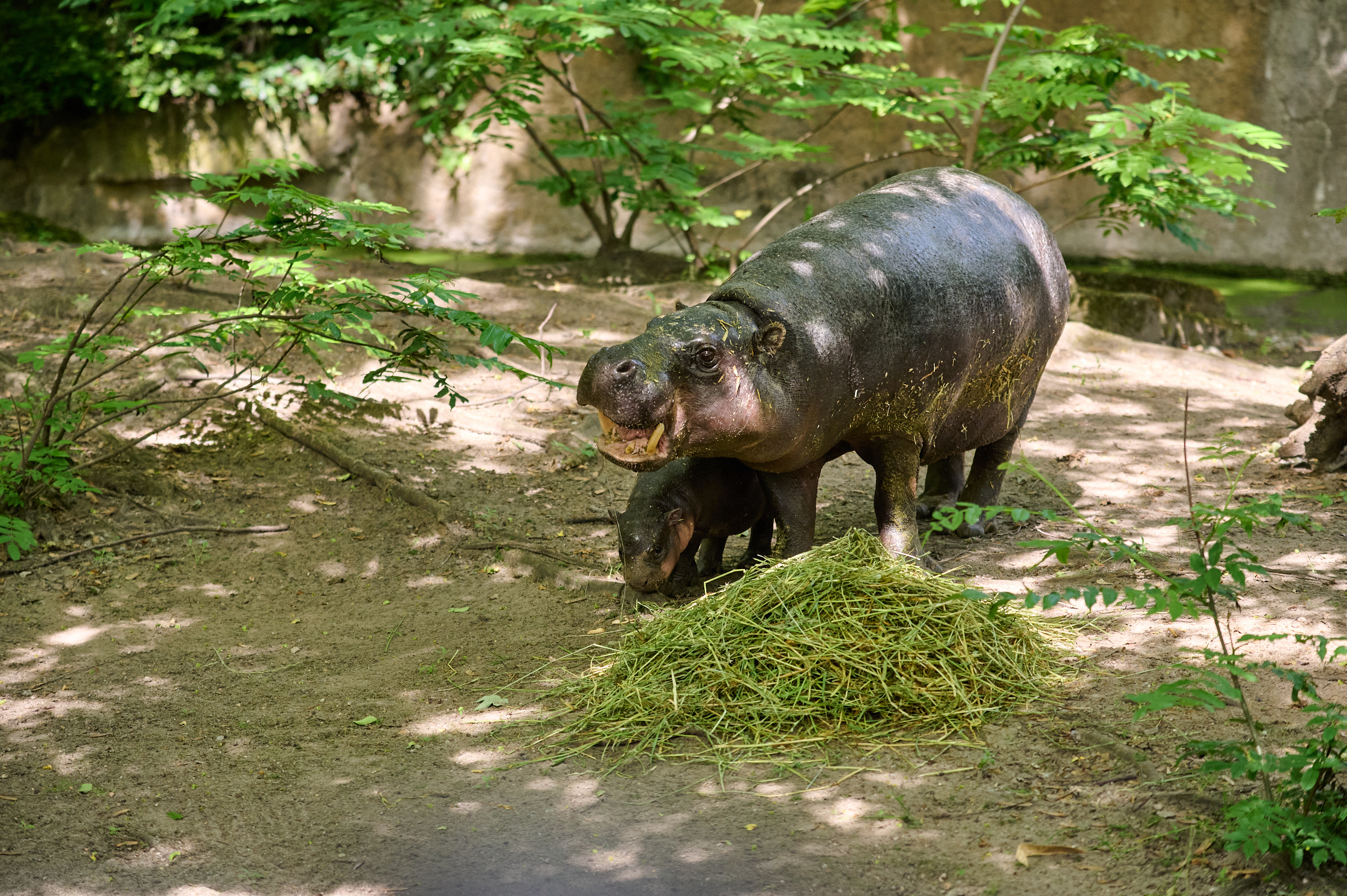 母親の隣に立つカバの赤ちゃん