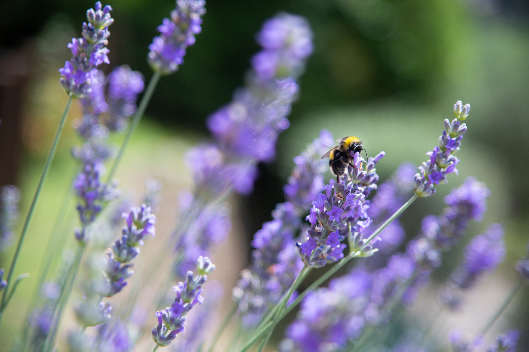 Bumblebee on lavender flower.