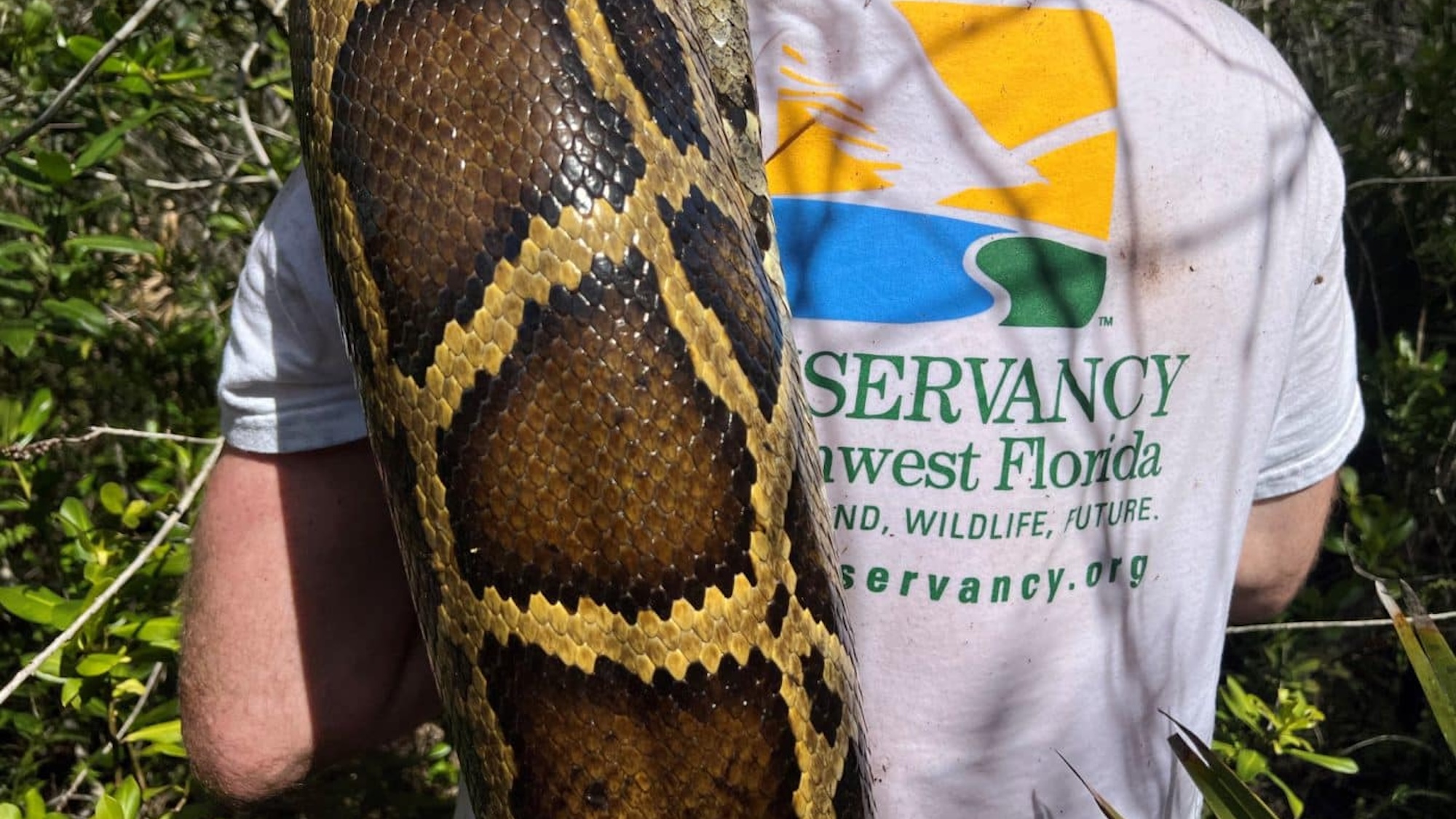 Close up of python draped over man's shoulder in the Everglades