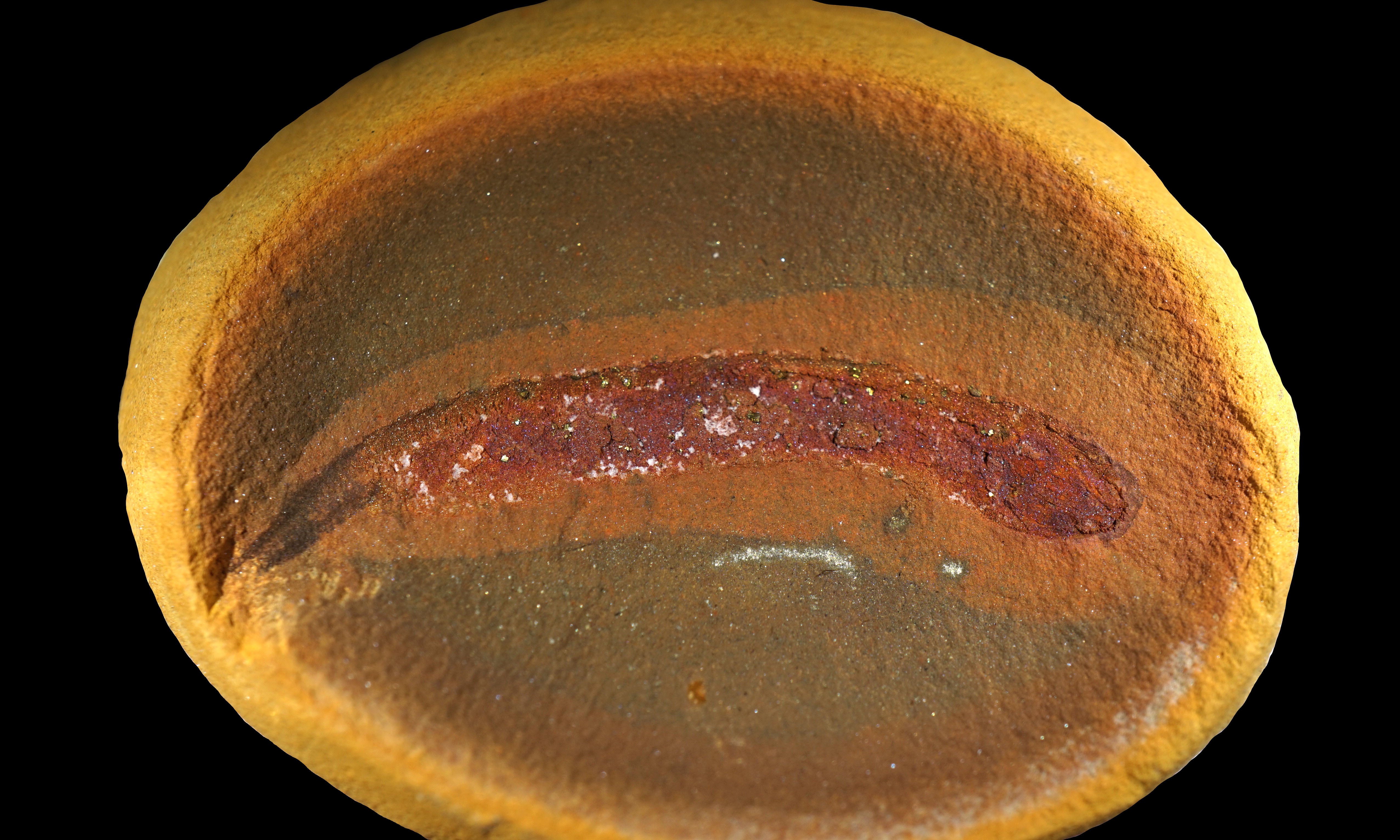 Fossil showing small creature in yellowish rock. The creature has an oval head and long body.