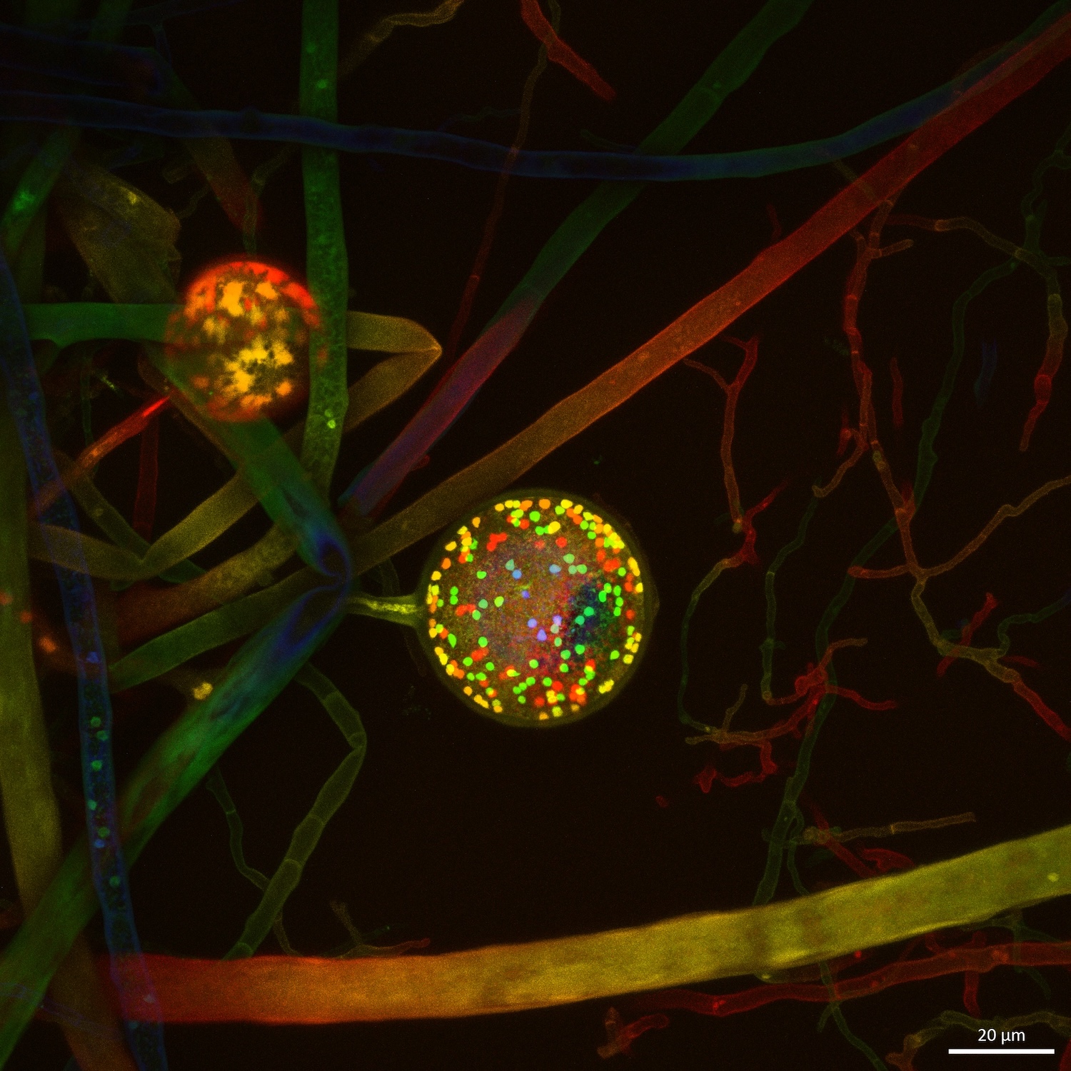 621 trillion miles of fungi networks crisscross the planet