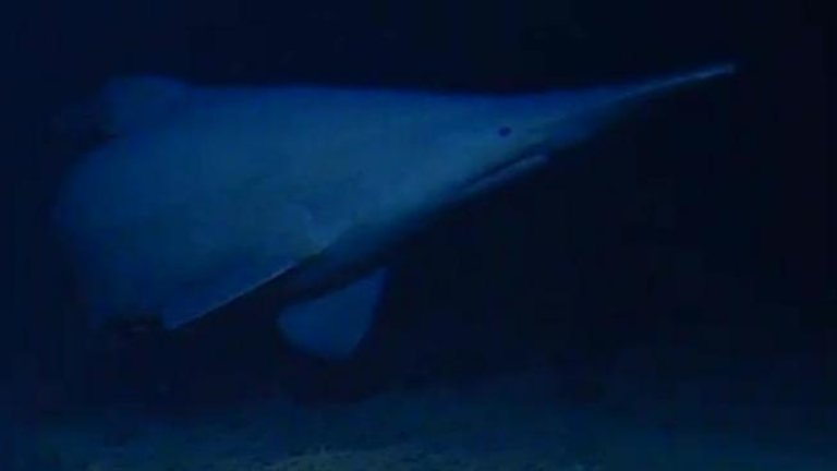 Grainy video screenshot of a goblin shark in the ocean