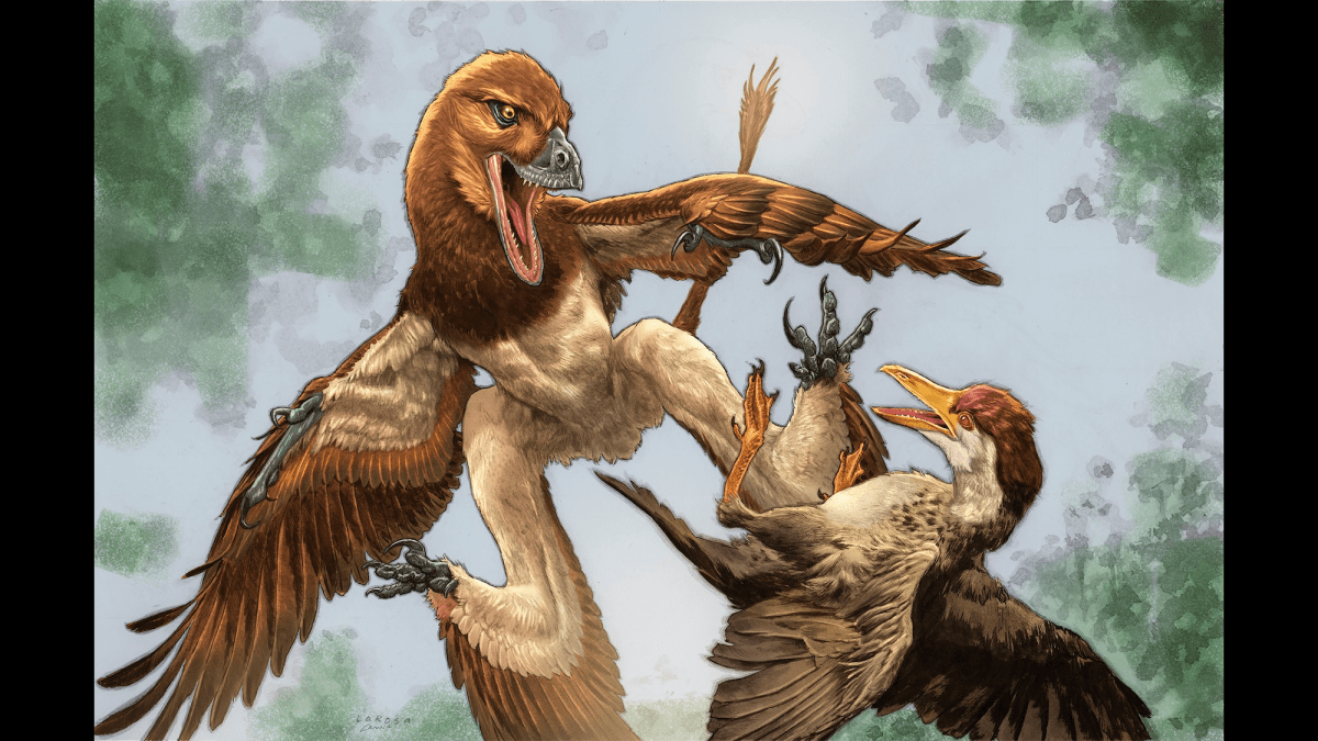Velociraptor's cousin flew like a flying squirrel