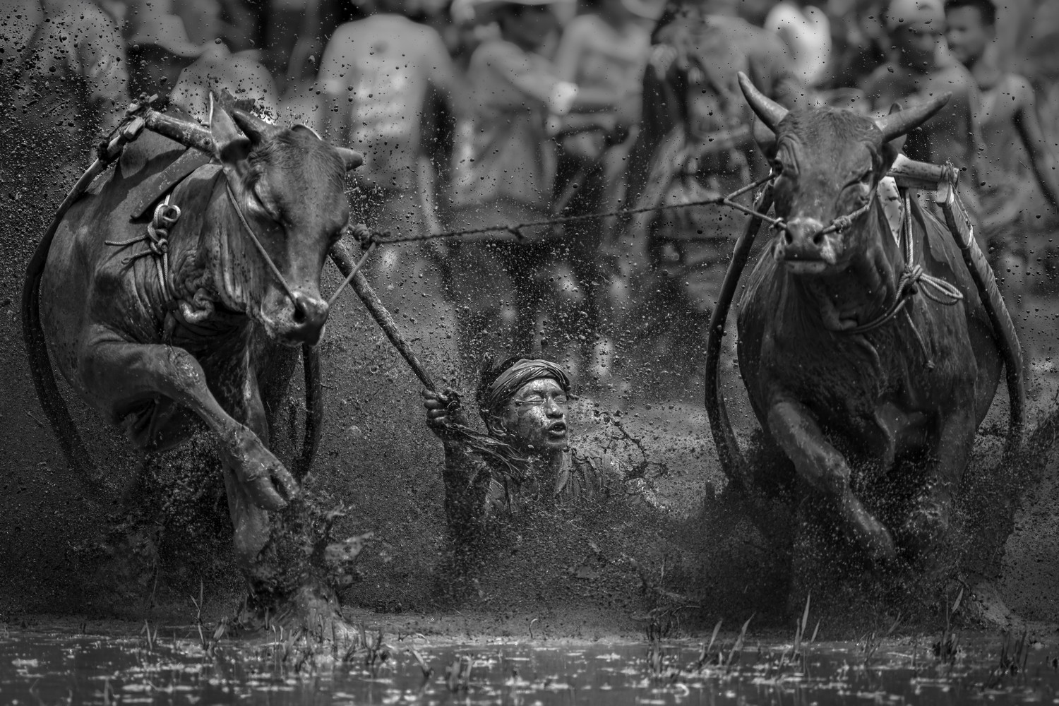 a man is dragged between two cows in the mud