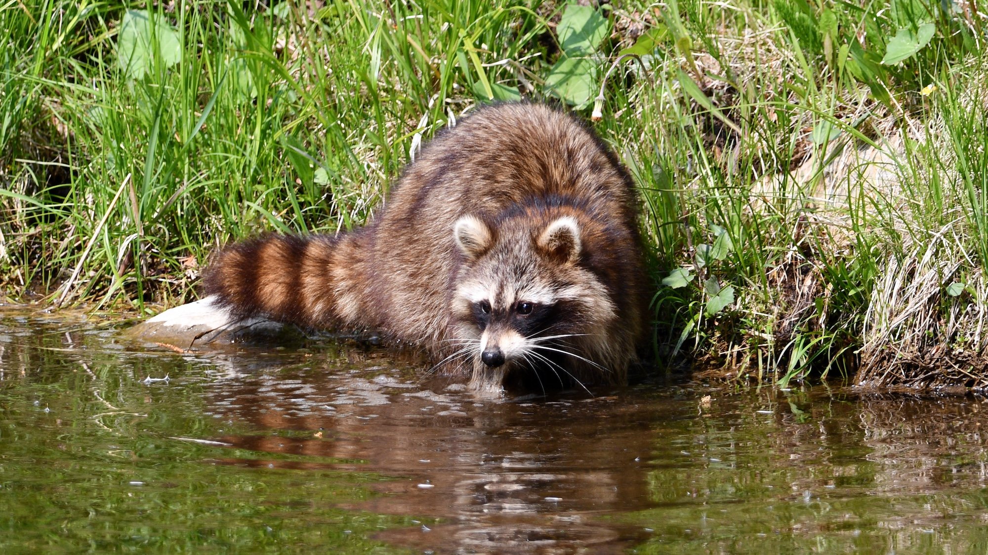 A Raccoon walking along the edge of water fishing for food
