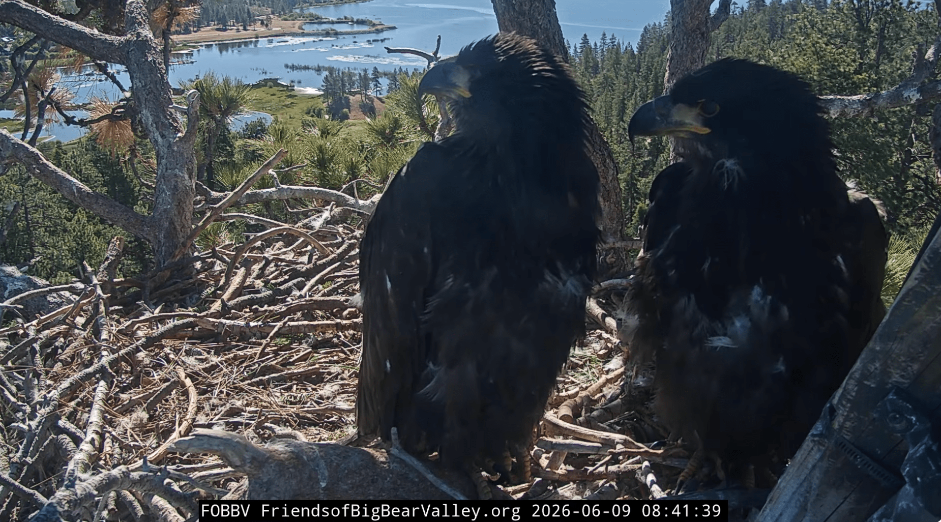 bald eagle chicks