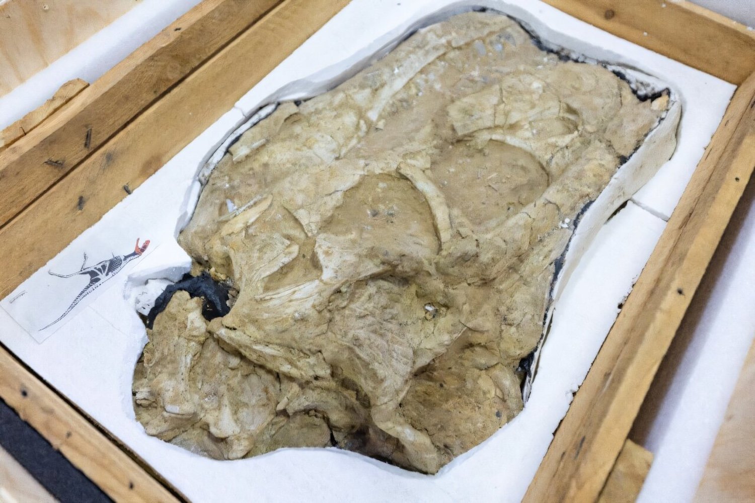 Fossilized Tarbosaurus bataar skull in crate