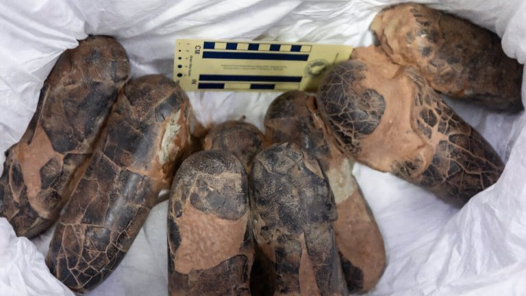 Dinosaur fossils on cloth next to ruler for size reference