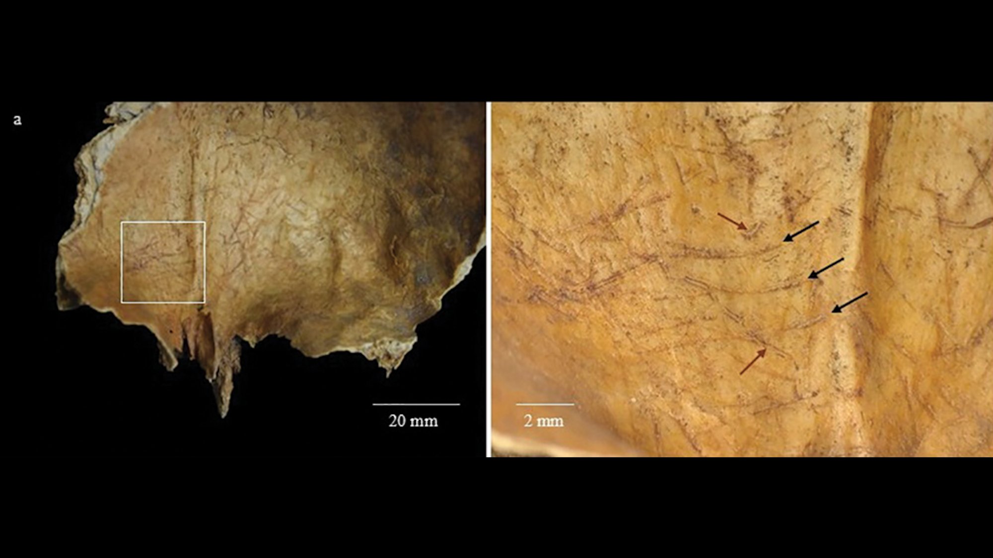 Side by side image of Iron Age skull fragment showing signs of internal scraping marks