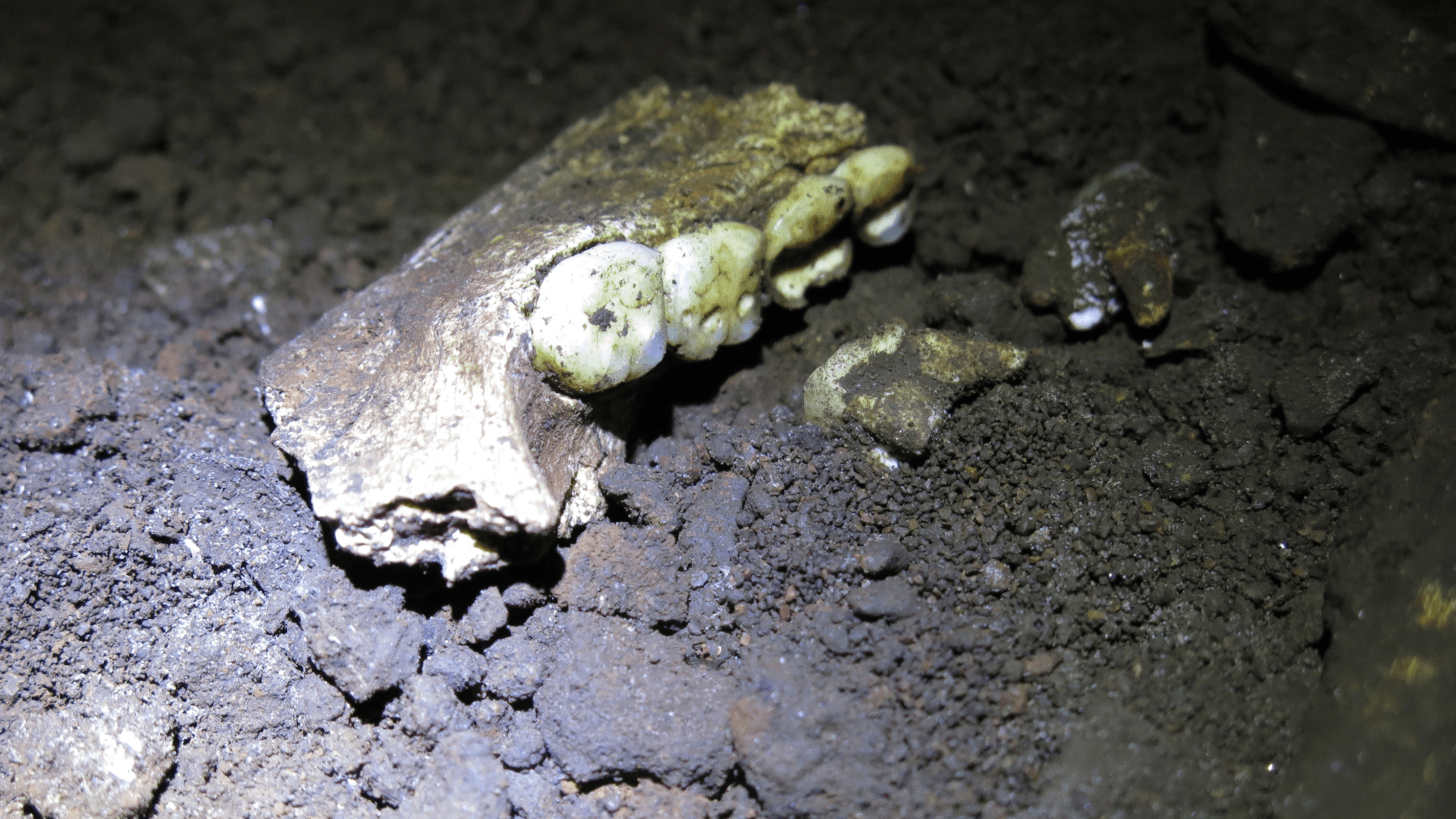 ancient teeth in a cave