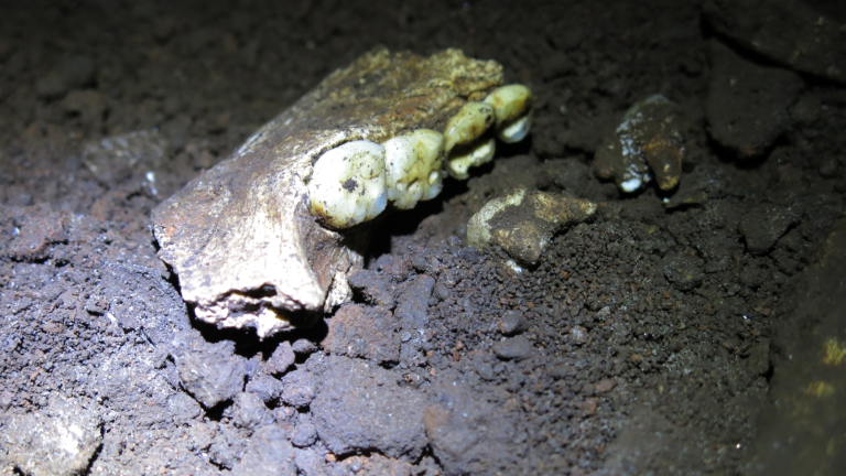 ancient teeth in a cave