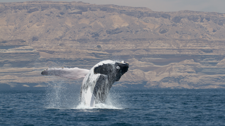 a humpback whale breaches in the arabian sea with desert hills in the distance