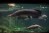 a large fish in a tank