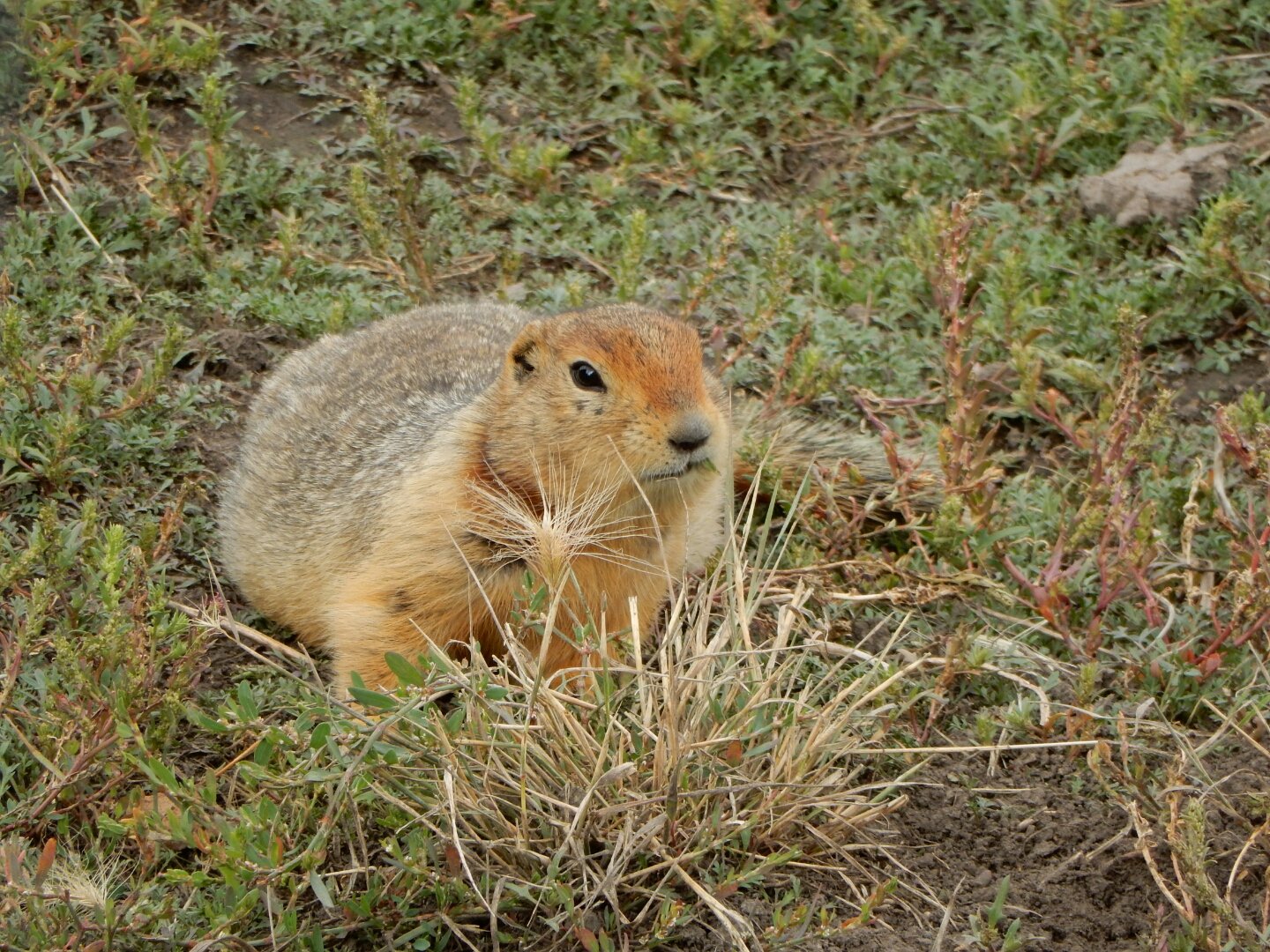 a large squirrel with brown fur laying in grass