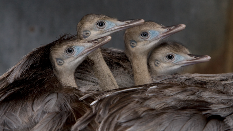 four baby birds with long beaks on the back of a larger bird