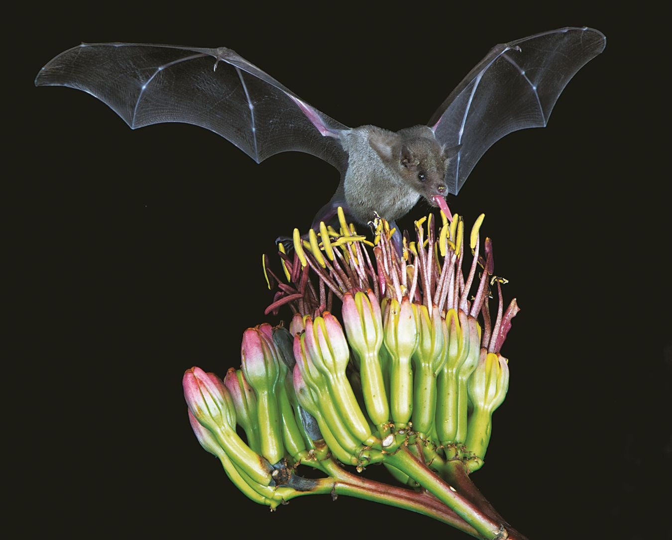 a bat sticking out its tongue on a cactus flower