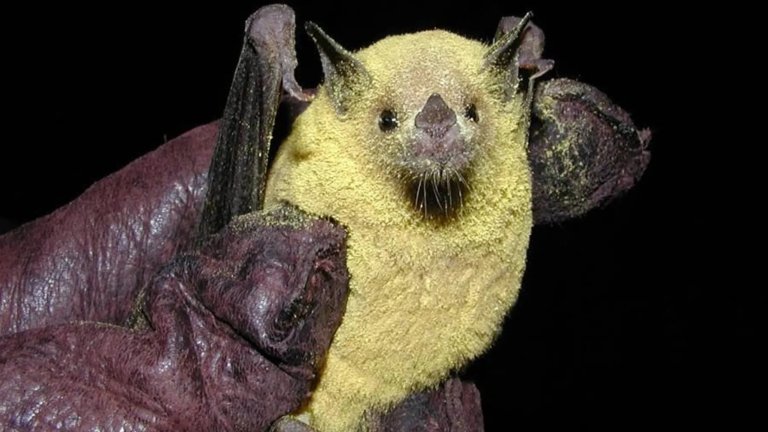 a bat covered in yellow powder