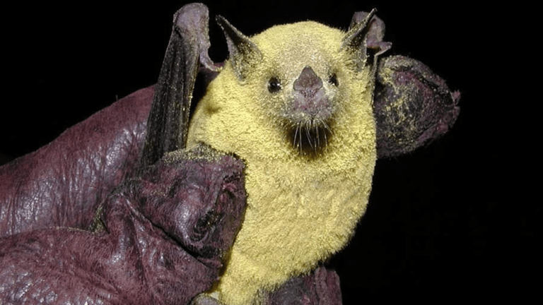 a bat covered in yellow pollen