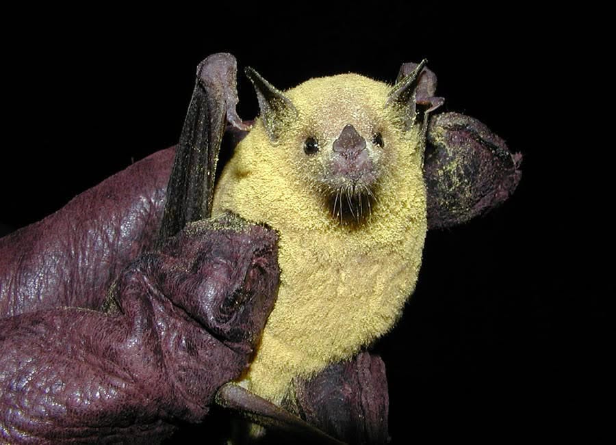 a bat with yellow pollen all over its face