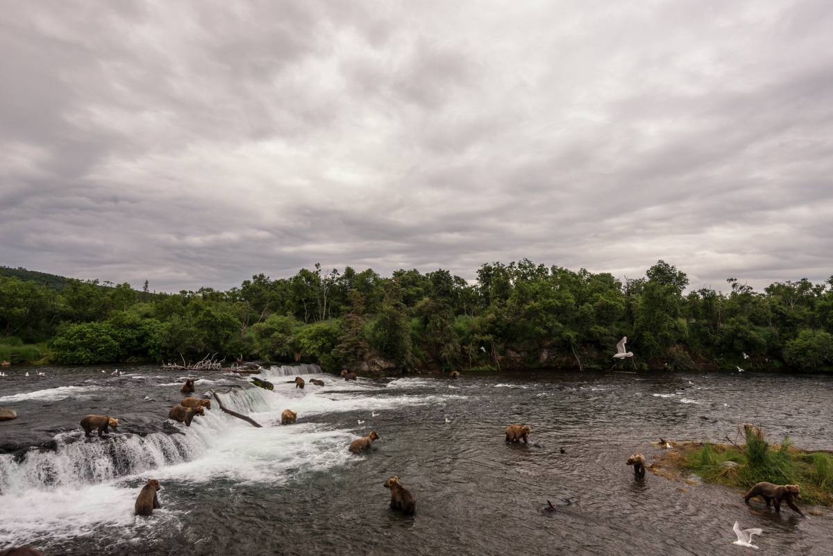 several bears standing above and below a low waterfall hunting for salmon