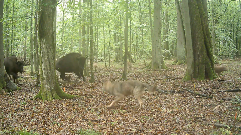 a group of bison in a forest fight against a pack of wolves