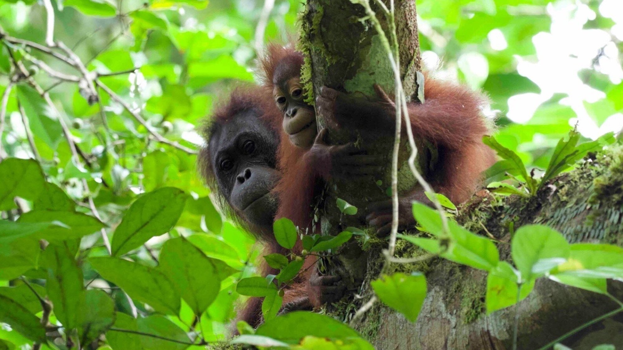 an orangutan mother and child stare down at researchers from a tree