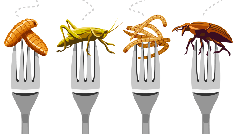 an illustration of four silver forks with four different bugs on them