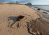 a horseshoe crab lying on its back on the beach