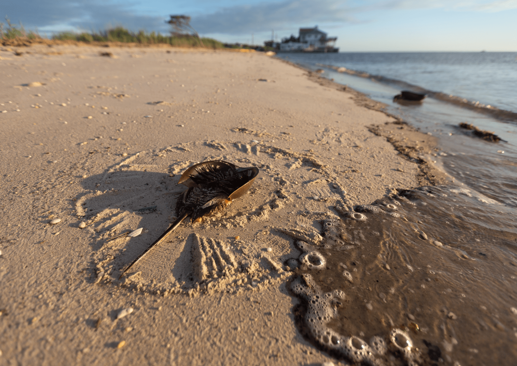 a horseshoe crab lying on its back on the beach