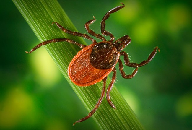 a tick on a blade of grass