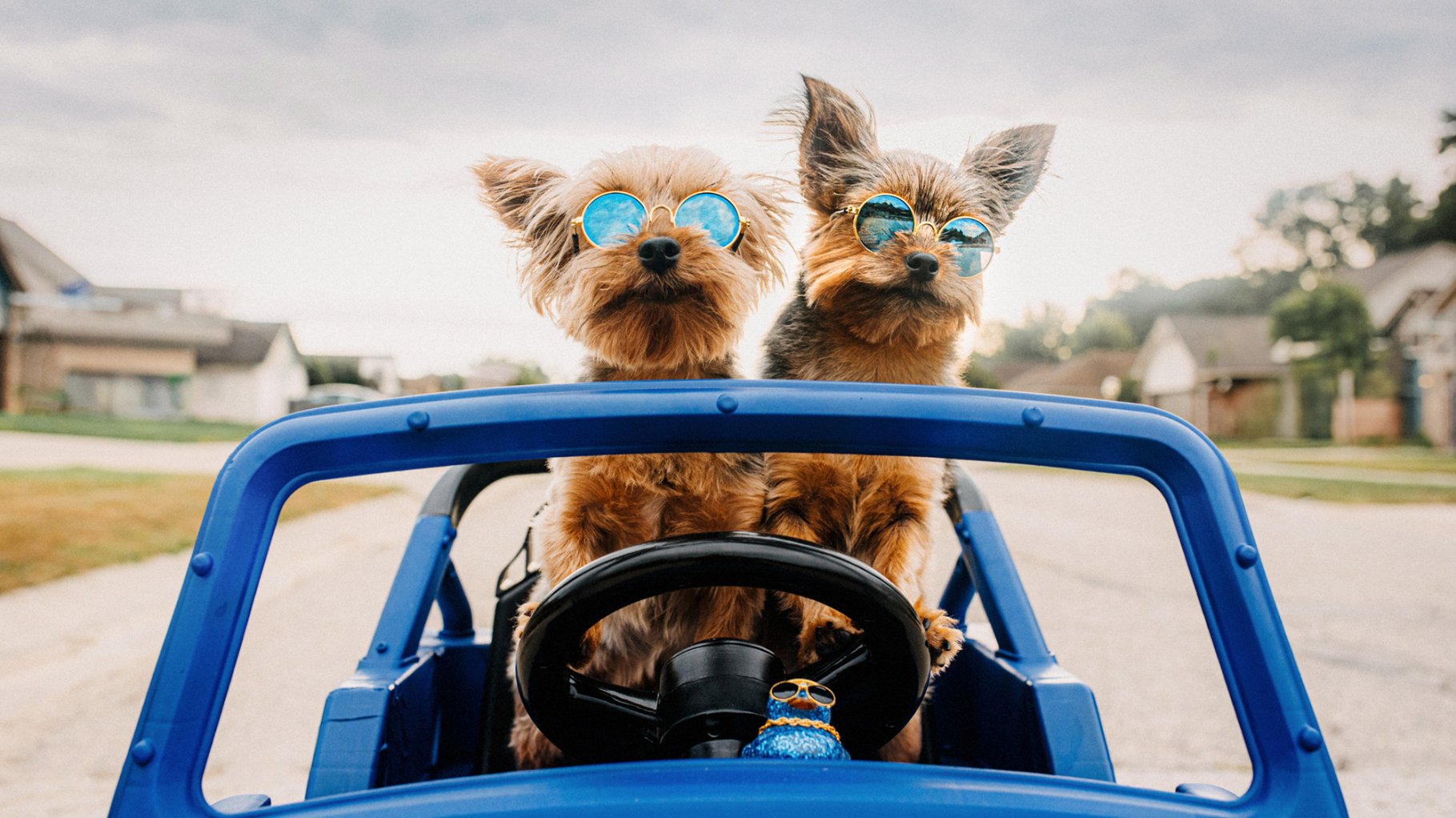 Two small dogs wearing blue sunglasses sit in a blue toy car, giving the impression they are driving. They are posing outdoors with houses visible in the background.
