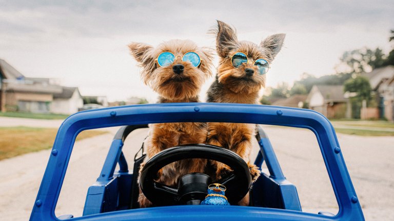 Two small dogs wearing blue sunglasses sit in a blue toy car, giving the impression they are driving. They are posing outdoors with houses visible in the background.