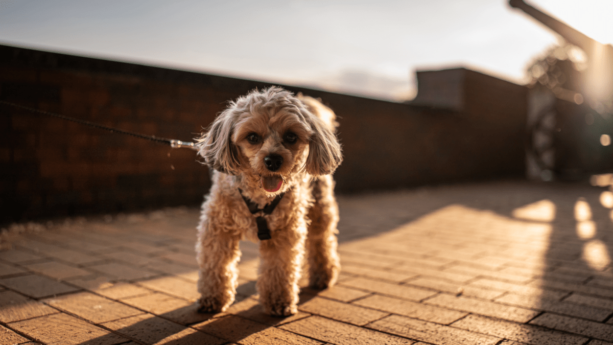 Hot pavement can burn your dog’s paws Hot pavement can burn your dog’s paws