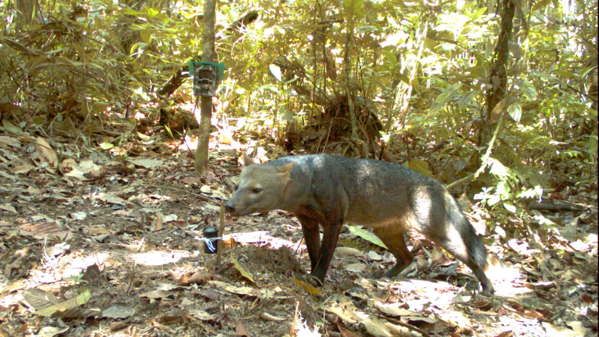 Mysterious Amazonian ‘ghost dog’ caught on camera Mysterious Amazonian ‘ghost dog’ caught on camera