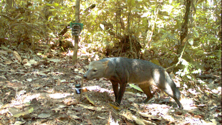 a small wild dog in a forest