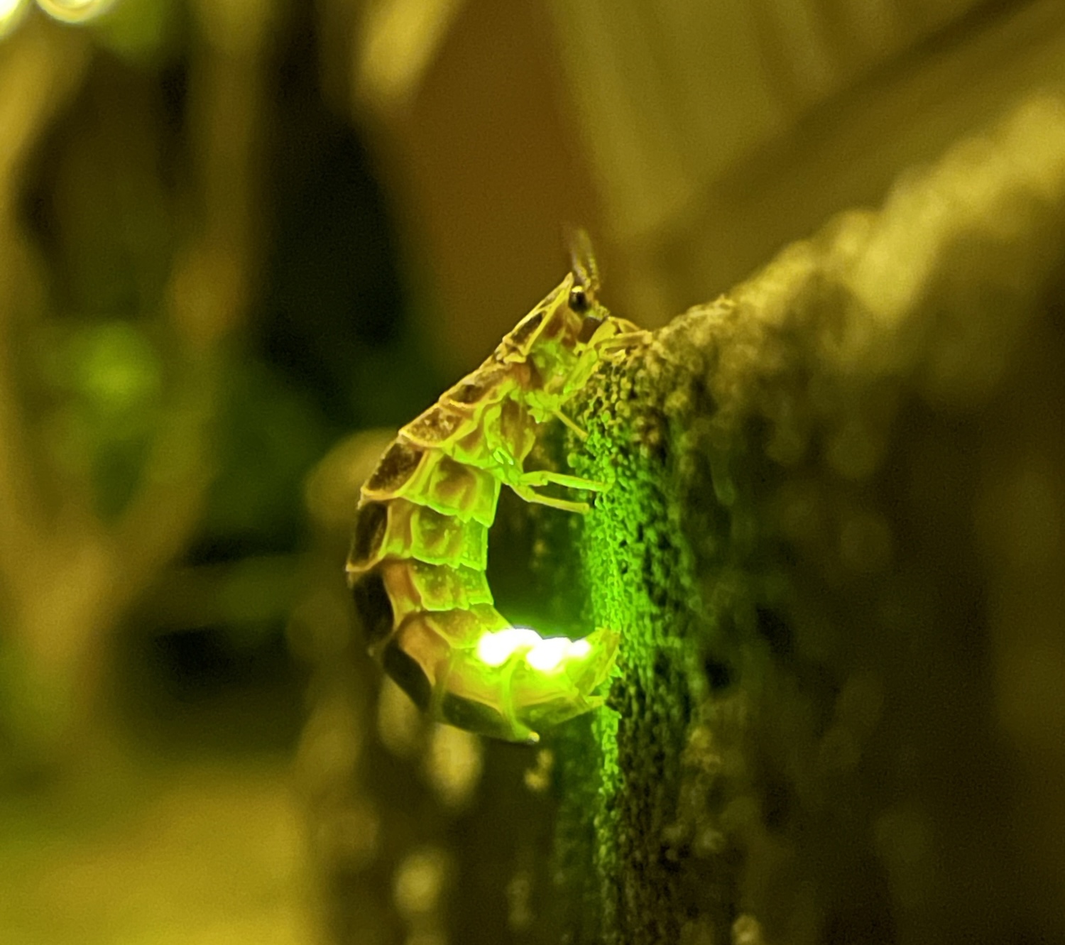 Glowing firefly larvae crawling up a concrete wall curls slightly