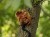 a monkey with reddish brown fur in a tree with two baby monkeys on its back