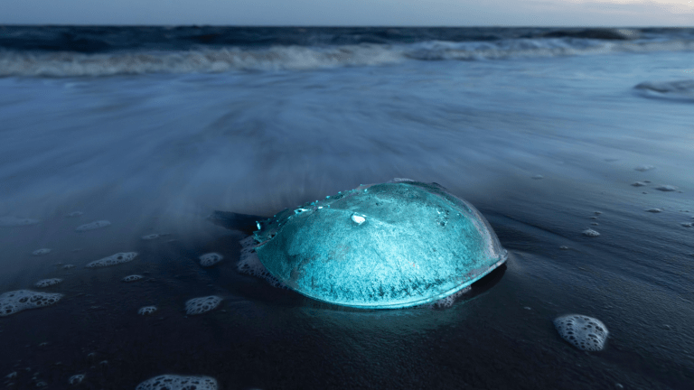 a horseshoe crab at the water's edge glows blue under UV light