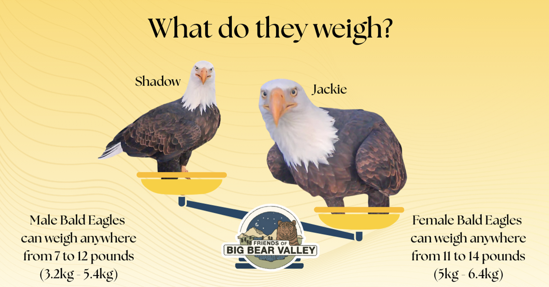graphic of eagle weights