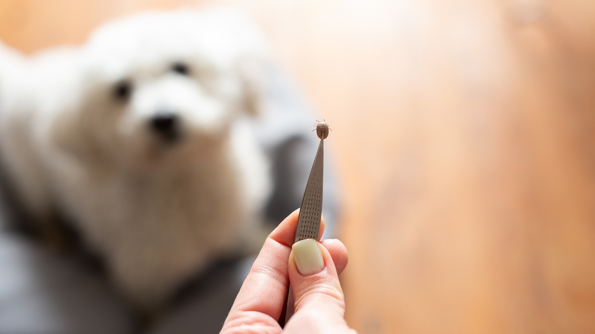 How to keep ticks off your dog (and out of your home)