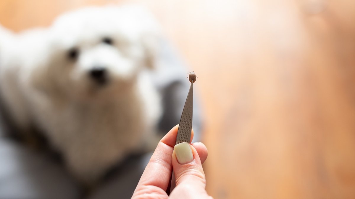 How to keep ticks off your dog (and out of your home)