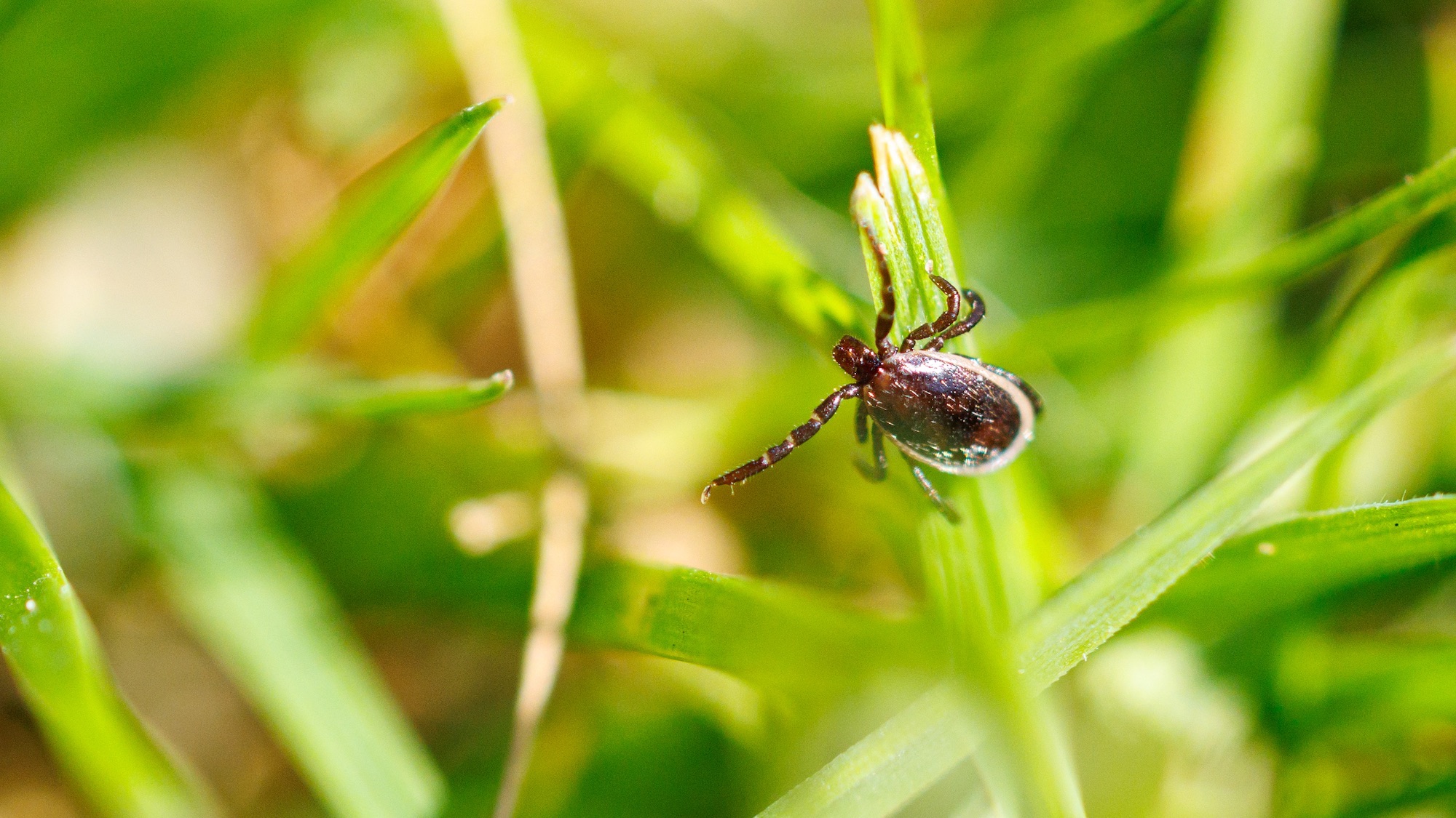 Tick in the grass