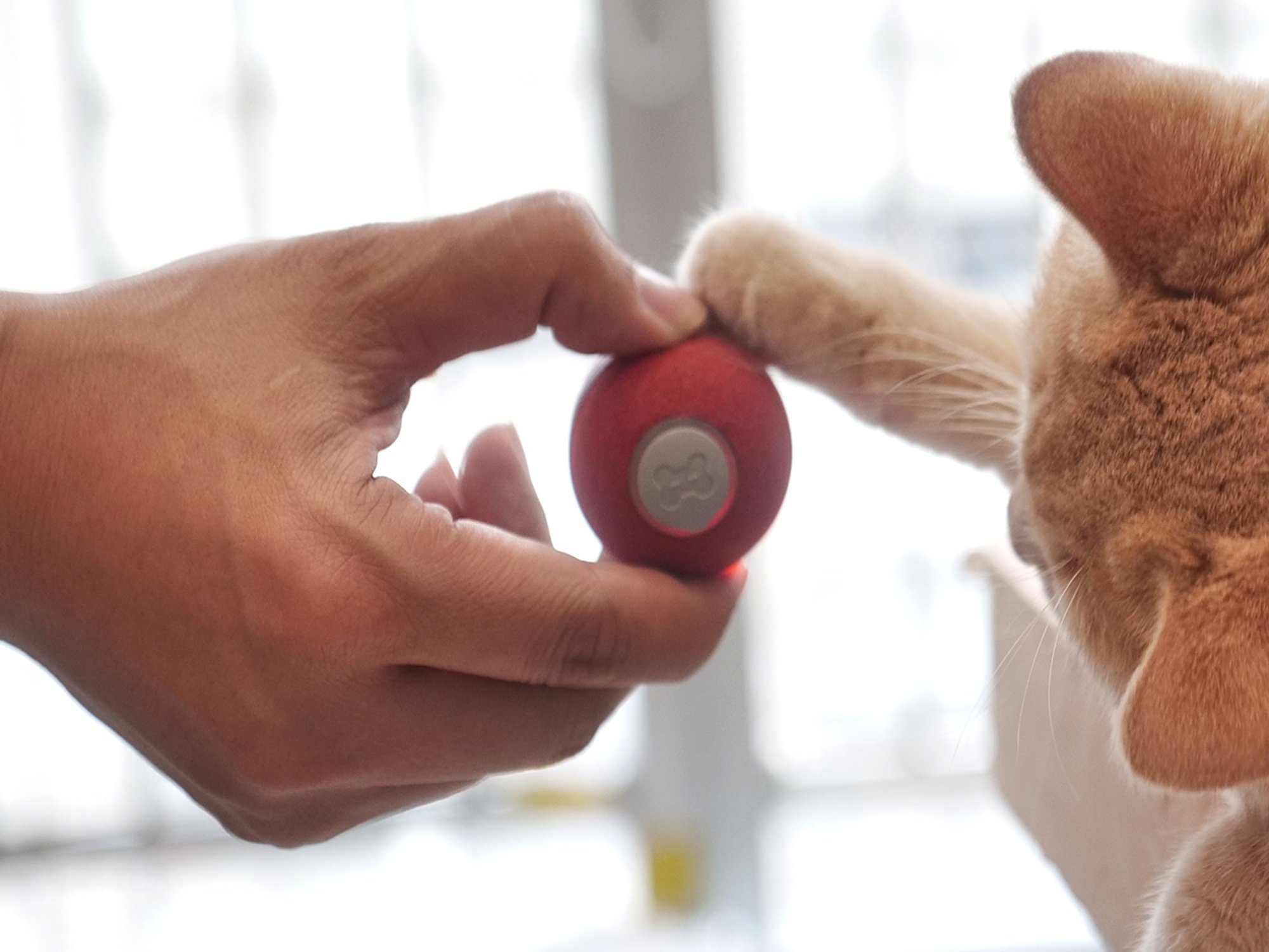Primary image for give your cat endless fun while youre away Stack Commerce sponsored deal