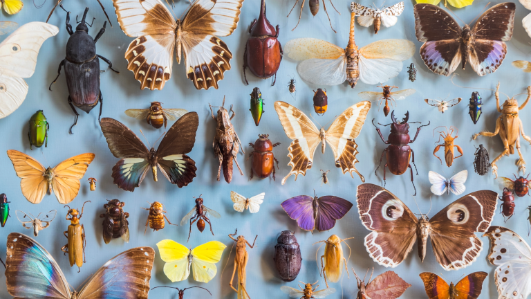 several beetle and butterfly species on a blue background