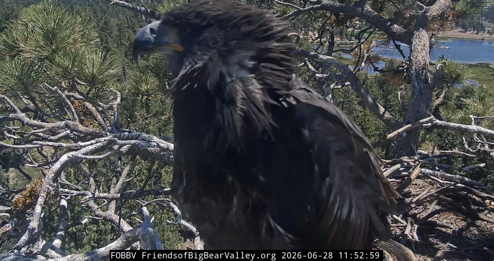 bald eagle chick